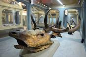 museo di storia naturale bologna 8-2022 4150
